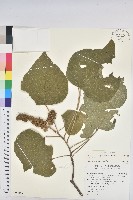 野桐藏品圖，第1張