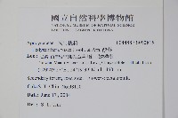 酸藤藏品圖，第2張