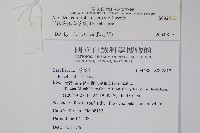 洋落葵、心葉落葵藏品圖，第2張