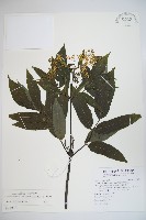 冇骨消藏品圖，第1張