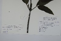冇骨消藏品圖，第2張