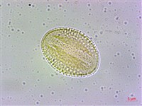 冇骨消藏品圖，第2張