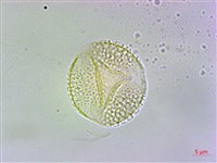 冇骨消藏品圖，第3張