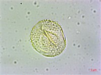 冇骨消藏品圖，第4張