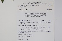 盾果草藏品圖，第2張