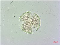日本商陸、圓果商陸藏品圖，第2張