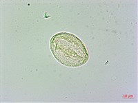 日本商陸、圓果商陸藏品圖，第3張