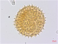 金午時花藏品圖，第1張