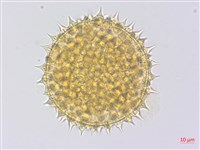 金午時花藏品圖，第2張