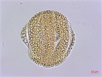 三角葉西番蓮藏品圖，第1張