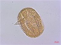 三角葉西番蓮藏品圖，第3張