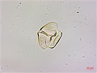 椆樹桑寄生, 大葉榿寄生藏品圖，第2張