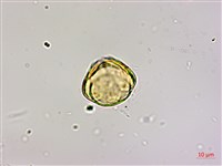 高氏桑寄生藏品圖，第2張