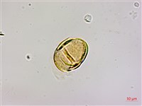 高氏桑寄生藏品圖，第3張