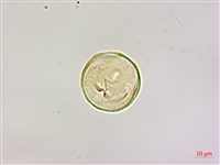 椆櫟柿寄生藏品圖，第2張