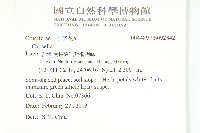 碎米薺藏品圖，第2張