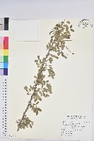 多花油柑、白仔藏品圖，第1張