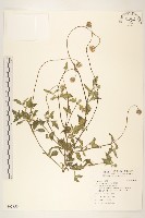 長柄菊藏品圖，第1張