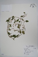 落葵藏品圖，第1張