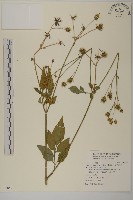 大花咸豐草藏品圖，第1張