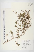 紅花野牽牛藏品圖，第1張