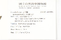 紅花野牽牛藏品圖，第2張