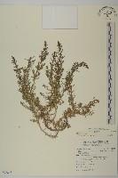 裸花鹼蓬藏品圖，第1張