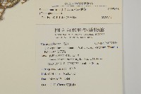 裸花鹼蓬藏品圖，第2張