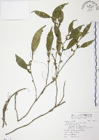 柚葉藤藏品圖，第1張