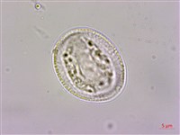 柚葉藤藏品圖，第3張