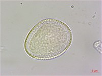 柚葉藤藏品圖，第4張