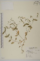 繁縷藏品圖，第1張