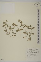 卷耳藏品圖，第1張