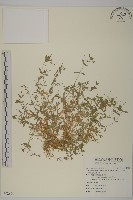 天蓬草、雀舌草藏品圖，第1張