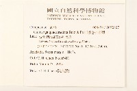 粗毛小米菊藏品圖，第2張