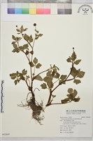 鉤柱毛茛藏品圖，第1張