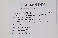 薄葉細辛、尾花細辛藏品圖，第2張