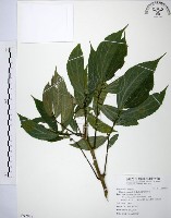 食用樓梯草藏品圖，第1張