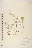 鼠麴草藏品圖，第1張