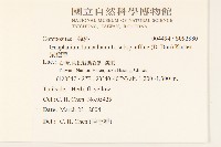 鼠麴草藏品圖，第2張