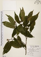 秀柱花藏品圖，第1張