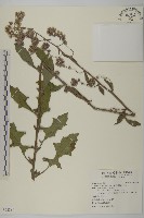 裂葉艾納香藏品圖，第1張