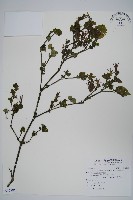 曲莖馬藍藏品圖，第1張