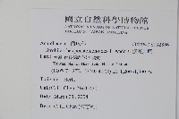 曲莖馬藍藏品圖，第2張