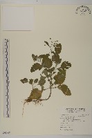 茯苓菜藏品圖，第1張