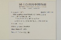 茯苓菜藏品圖，第2張
