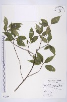 臺灣青莢葉藏品圖，第1張