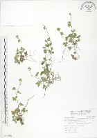 登錄號:S092892藏品圖，第1張