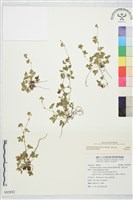 登錄號:S092892藏品圖，第2張