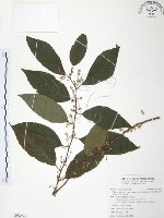 台灣山桂花藏品圖，第1張